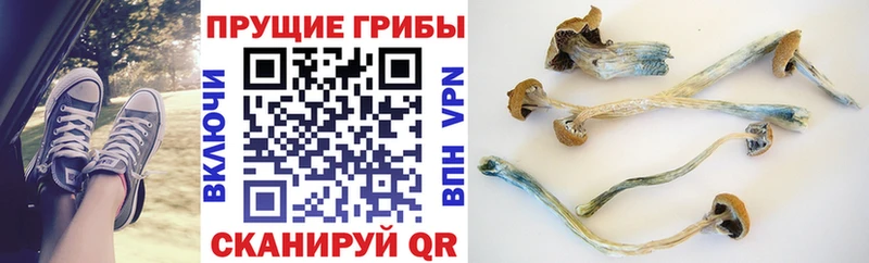 Псилоцибиновые грибы Cubensis  Городовиковск 